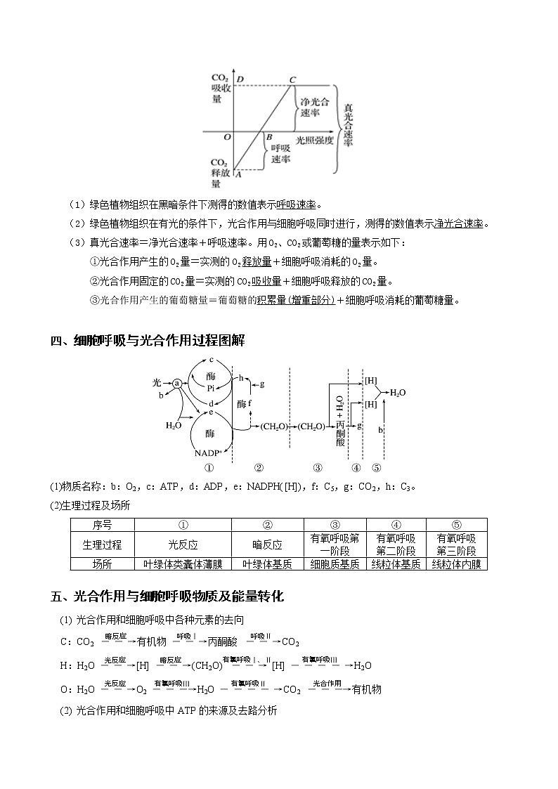 高中生物高考专题02  细胞呼吸与光合作用的综合-备战2021年高考生物核心考点透析（解析版）第2页