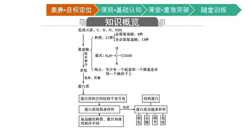 第4节　蛋白质是生命活动的主要承担者课件PPT第3页