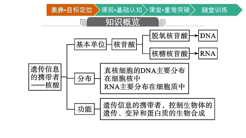 第5节　核酸是遗传信息的携带者课件PPT第3页