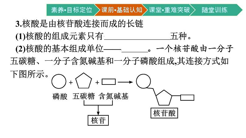 第5节　核酸是遗传信息的携带者课件PPT第5页