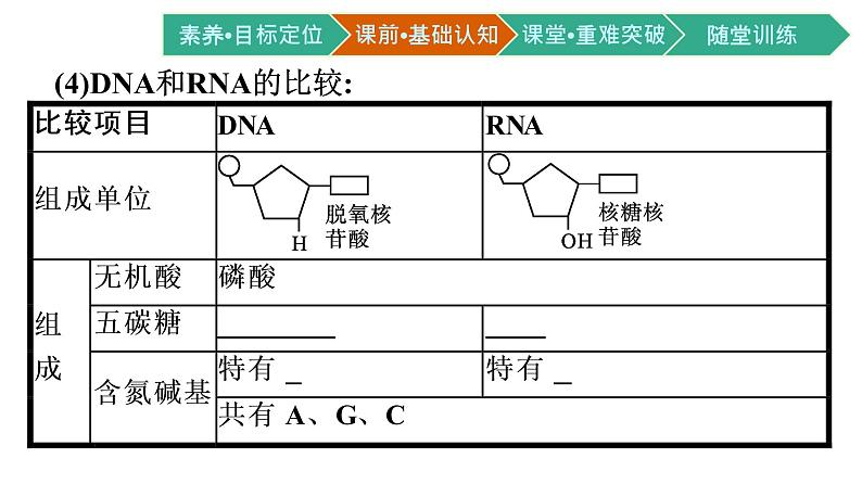 第5节　核酸是遗传信息的携带者课件PPT第8页