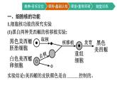 第3节　细胞核的结构和功能课件PPT