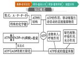 第2节　细胞的能量“货币”ATP课件PPT