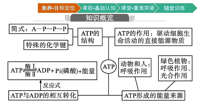 第2节　细胞的能量“货币”ATP课件PPT03