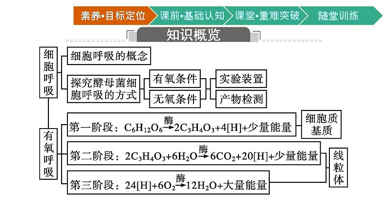 第3节　细胞呼吸的原理和应用 第1课时　细胞呼吸的方式和有氧呼吸课件PPT第3页