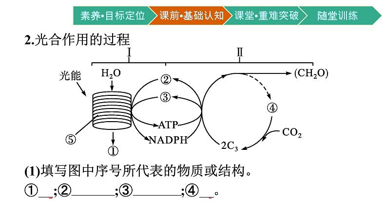 第4节　光合作用与能量转化 第2课时　光合作用的原理和应用课件PPT06