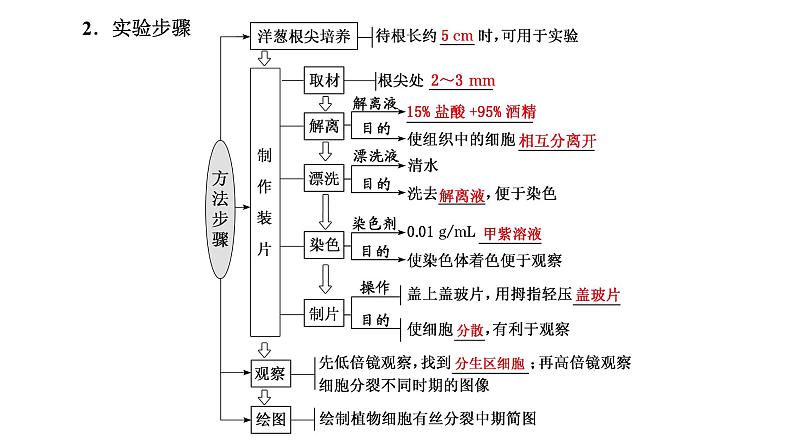 第1节  第2课时  动物细胞的有丝分裂与观察根尖分生区组织细胞的有丝分裂课件PPT第6页