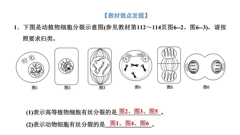 第1节  第2课时  动物细胞的有丝分裂与观察根尖分生区组织细胞的有丝分裂课件PPT第7页