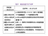 第2节  细胞的能量“货币”ATP课件PPT