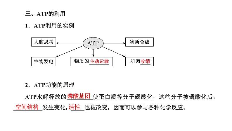第2节  细胞的能量“货币”ATP课件PPT05