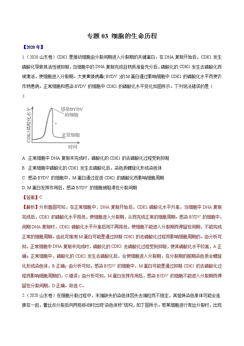 高中生物高考专题03 细胞的生命历程-十年（2011-2020）高考真题生物分项详解（解析版）01