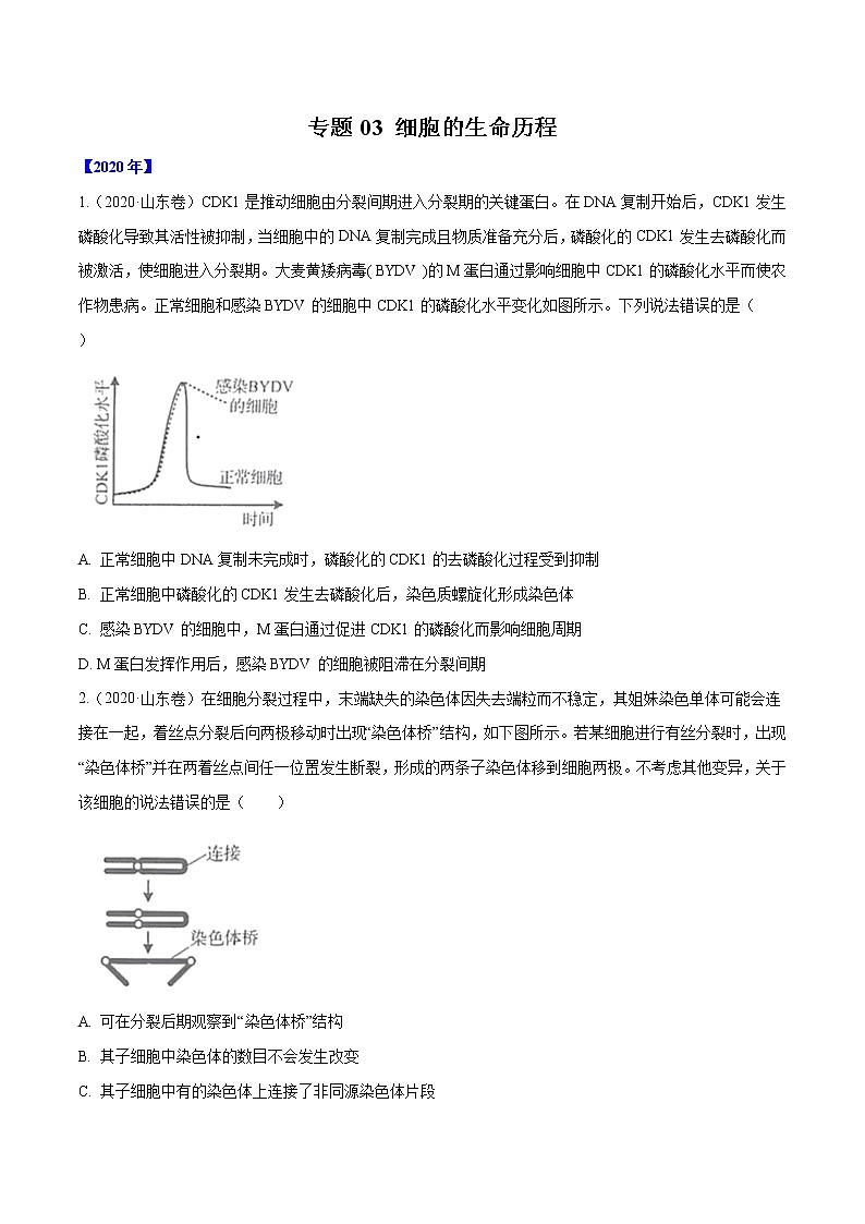 高中生物高考专题03 细胞的生命历程-十年（2011-2020）高考真题生物分项详解（原卷版）第1页