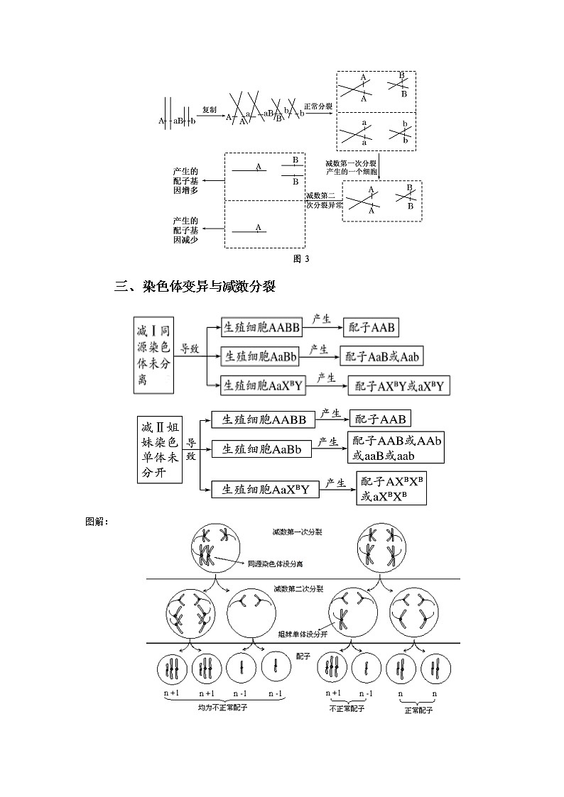 高中生物高考专题04 减数分裂过程异常的情况分析-备战2021年高考生物核心考点透析（解析版）第2页