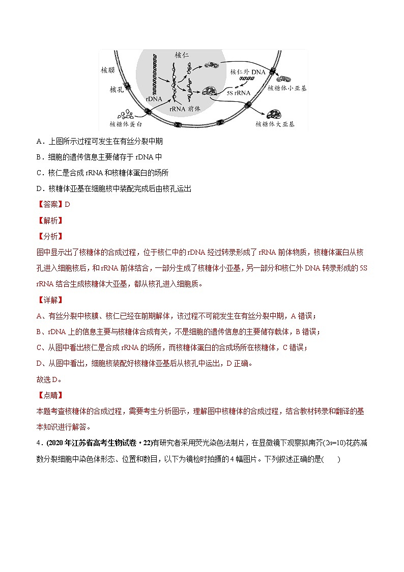 高中生物高考专题05 有丝分裂和减数分裂-2020年高考真题和模拟题生物分项汇编（教师版含解析）第3页