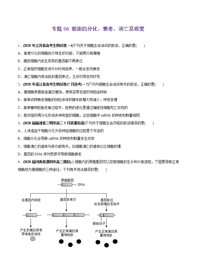 高中生物高考专题06 细胞的分化、衰老、凋亡及癌变-2020年高考真题和模拟题生物分项汇编（学生版）第1页