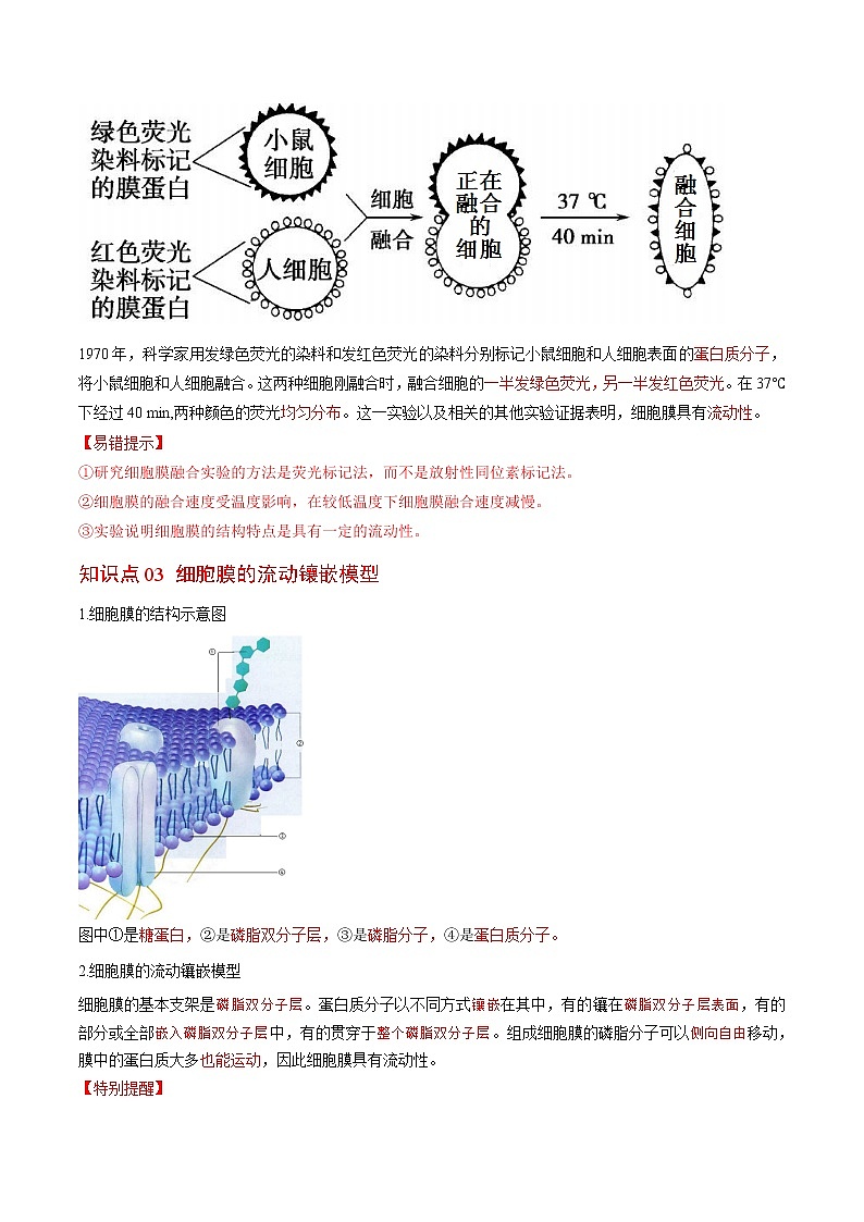 3.1 细胞膜的结构与功能（第2课时）（教师版）-高一生物同步精品讲义（人教2019必修1）第2页