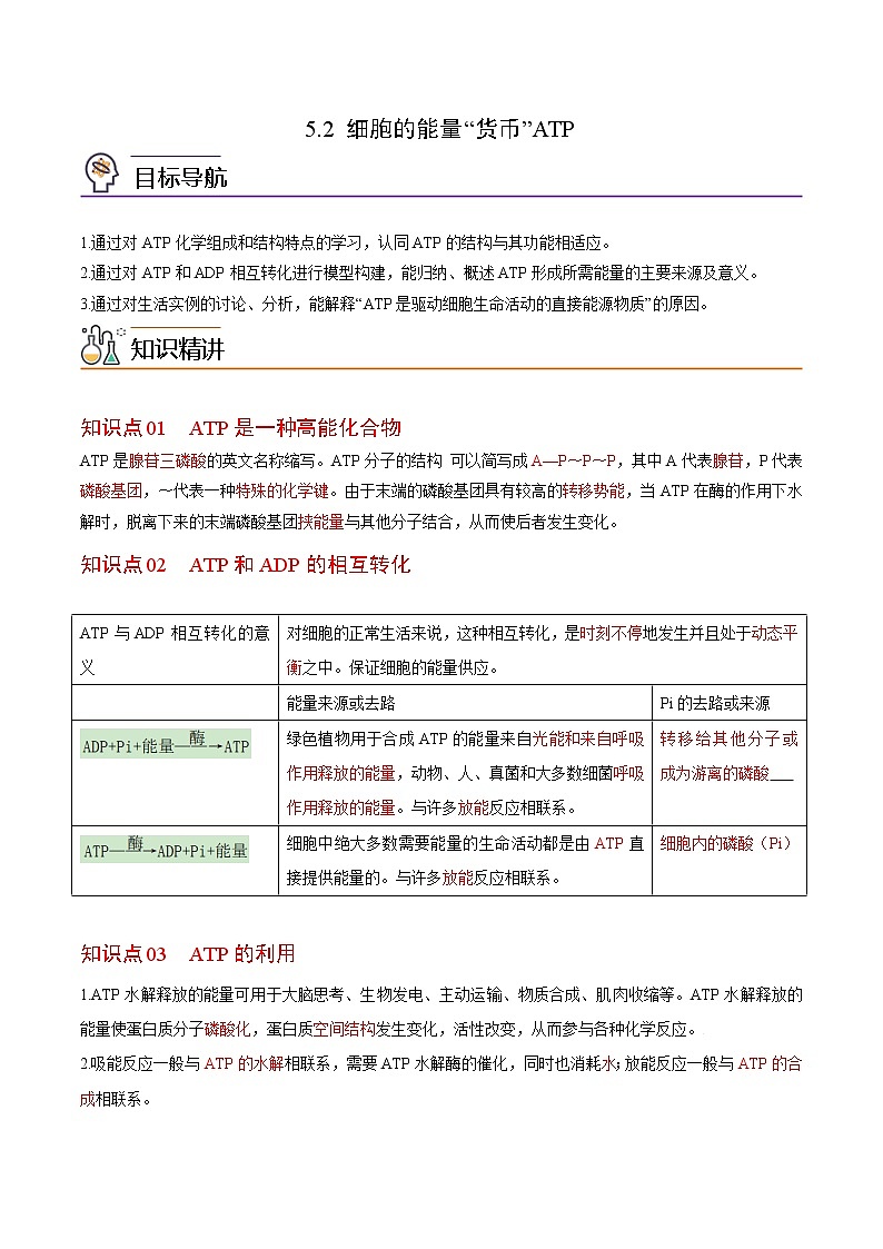 5.2 细胞的能量“货币”ATP（学生版）-高一生物同步精品讲义（人教2019必修1）01