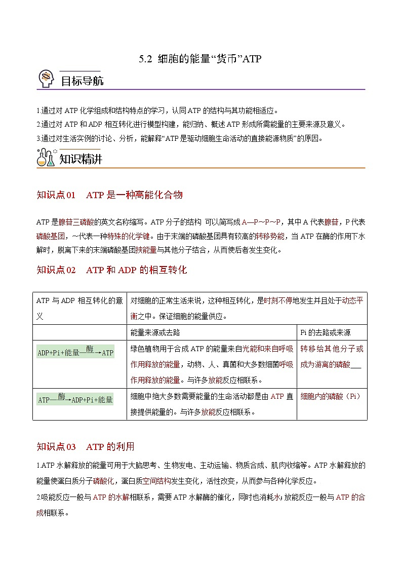 5.2 细胞的能量“货币”ATP（教师版）-高一生物同步精品讲义（人教2019必修1）第1页