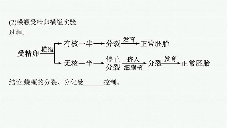 第3章　细胞的基本结构 第3节　细胞核的结构和功能课件PPT第6页