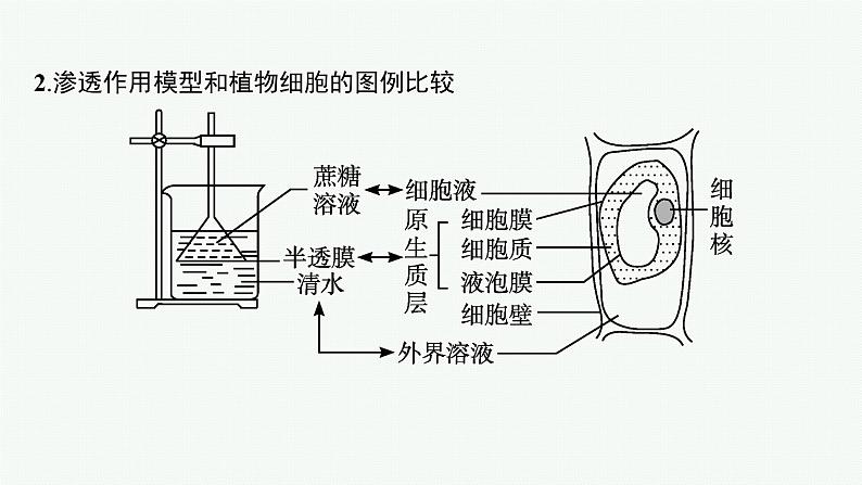 第4章　细胞的物质输入和输出 章末整合课件PPT第7页