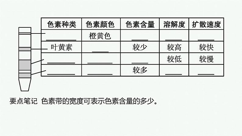 第5章　细胞的能量供应和利用 第4节　第1课时　捕获光能的色素和结构课件PPT08