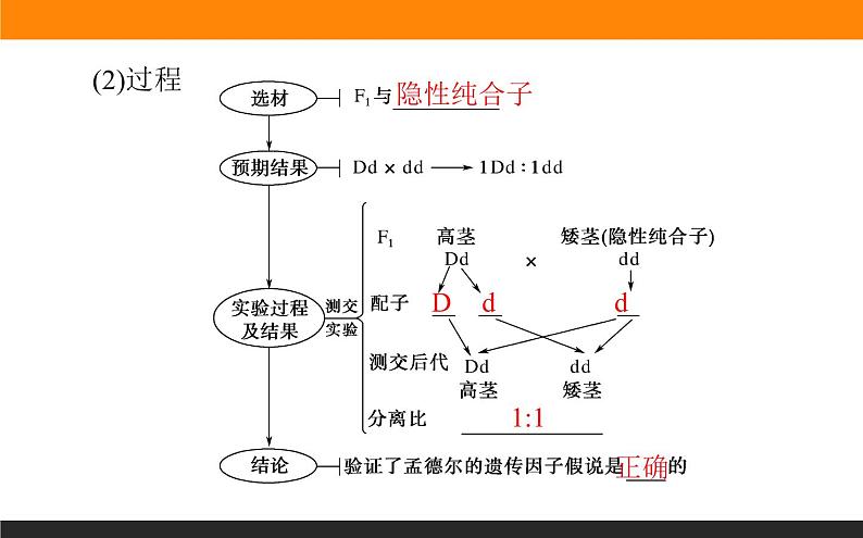 1.1.第2课时　性状分离比的模拟实验及分离定律的应用课件PPT06