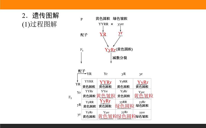 1.2.第1课时　孟德尔的两对相对性状的杂交实验(一)课件PPT06