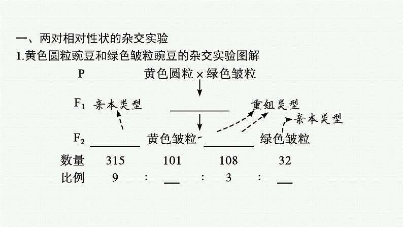 第2节　第1课时　孟德尔两对相对性状杂交实验过程及解释课件PPT05