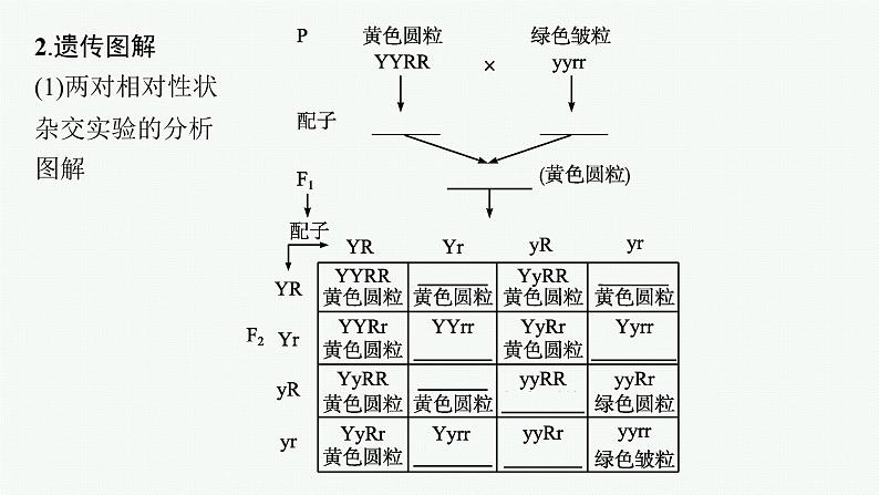 第2节　第1课时　孟德尔两对相对性状杂交实验过程及解释课件PPT08