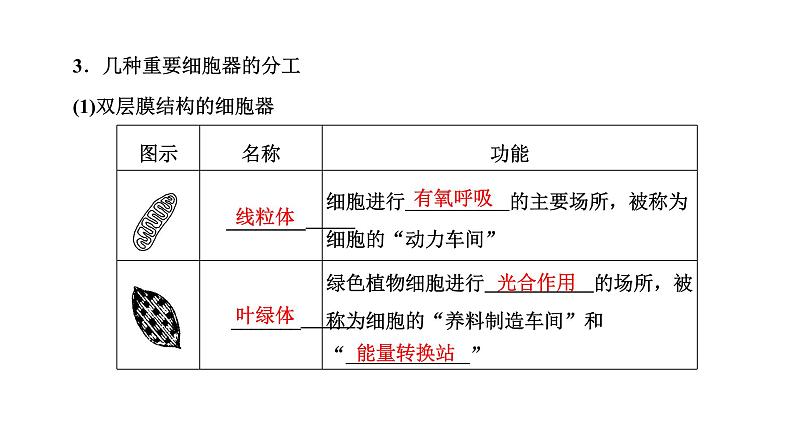 第2节  第1课时  细胞器之间的分工课件PPT第4页