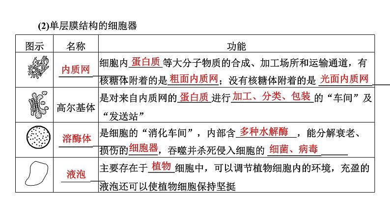 第2节  第1课时  细胞器之间的分工课件PPT第5页