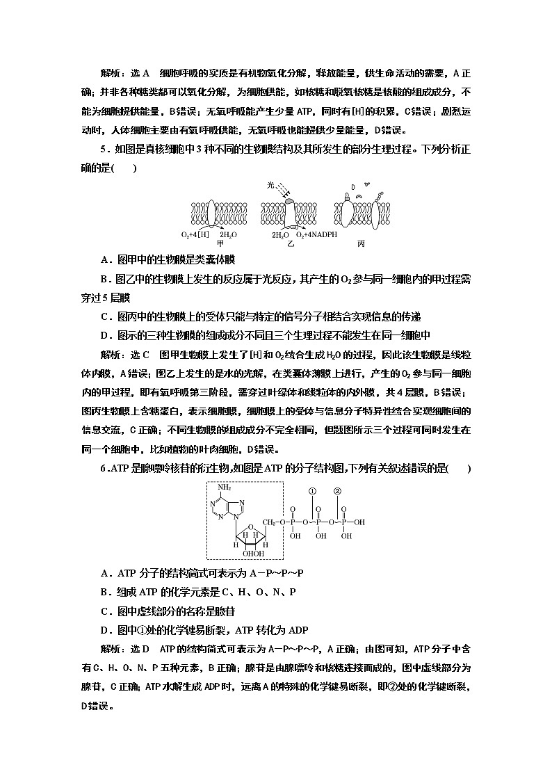 阶段验收评价（四）  细胞的能量供应和利用第2页