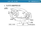 微专题2 光合作用和细胞呼吸的综合应用课件PPT