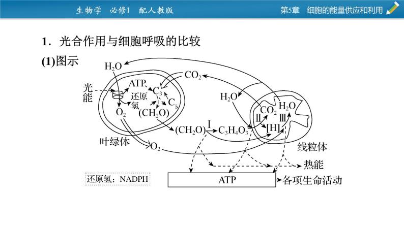微专题2 光合作用和细胞呼吸的综合应用课件PPT02