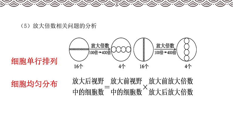 高中生物第一册 《第2节 细胞的多样性和统一性》集体备课课件第8页