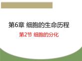 高中生物第一册 《第2节 细胞的分化》优秀教学课件