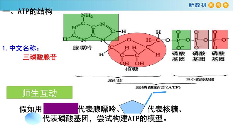 高中生物第一册 《第2节 细胞的能量“货币”ATP》精品说课课件第5页