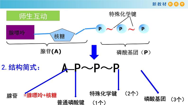 高中生物第一册 《第2节 细胞的能量“货币”ATP》精品说课课件第6页