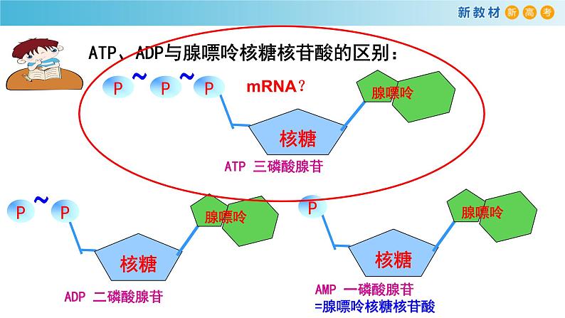 高中生物第一册 《第2节 细胞的能量“货币”ATP》精品说课课件第7页