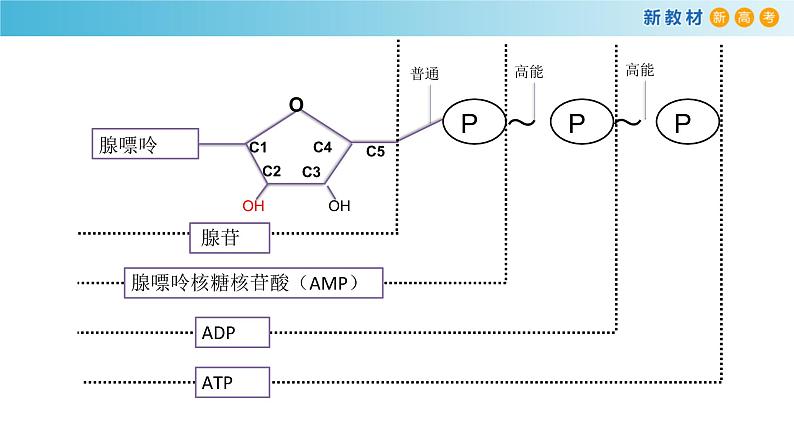 高中生物第一册 《第2节 细胞的能量“货币”ATP》精品说课课件第8页