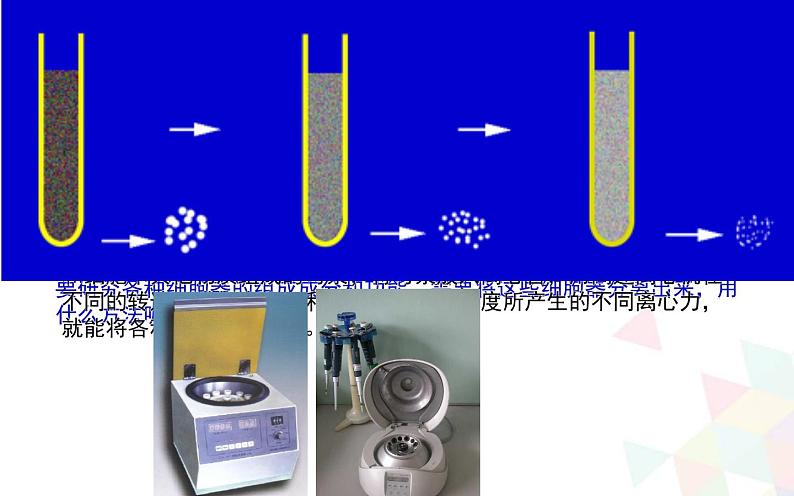 高中生物第一册 《第2节 细胞器之间的分工合作》集体备课课件05
