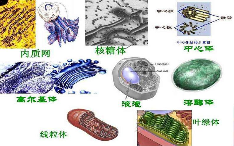 高中生物第一册 《第2节 细胞器之间的分工合作》集体备课课件07