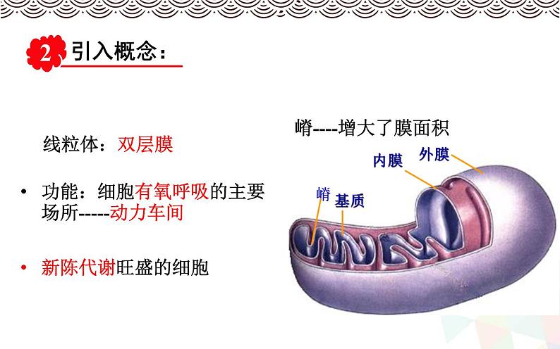 高中生物第一册 《第2节 细胞器之间的分工合作》集体备课课件08