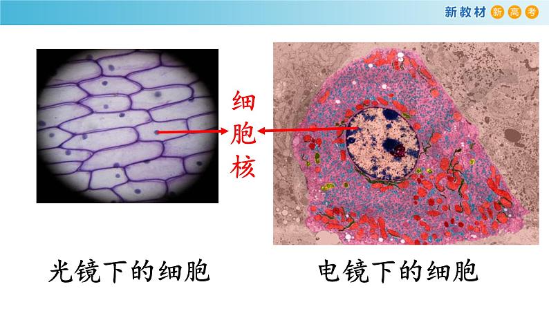 高中生物第一册 《第3节 细胞核的结构和功能》名校名师课件第2页