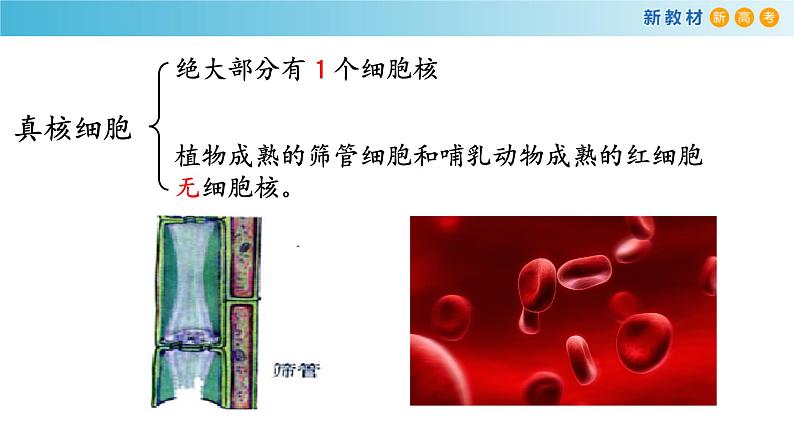 高中生物第一册 《第3节 细胞核的结构和功能》名校名师课件第3页