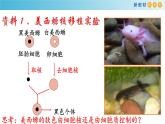 高中生物第一册 《第3节 细胞核的结构和功能》名校名师课件
