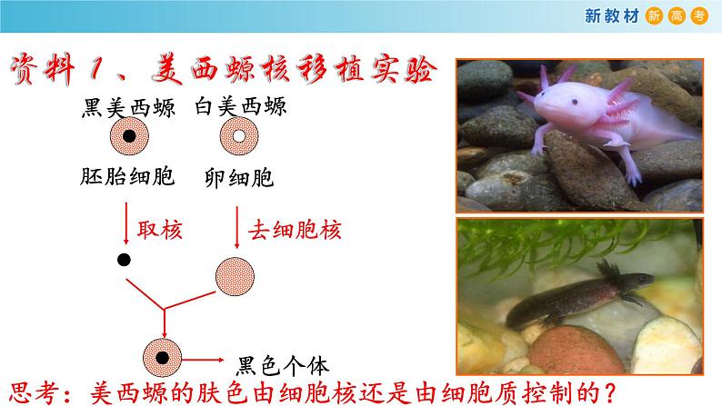 高中生物第一册 《第3节 细胞核的结构和功能》名校名师课件第5页