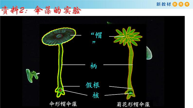 高中生物第一册 《第3节 细胞核的结构和功能》名校名师课件第6页