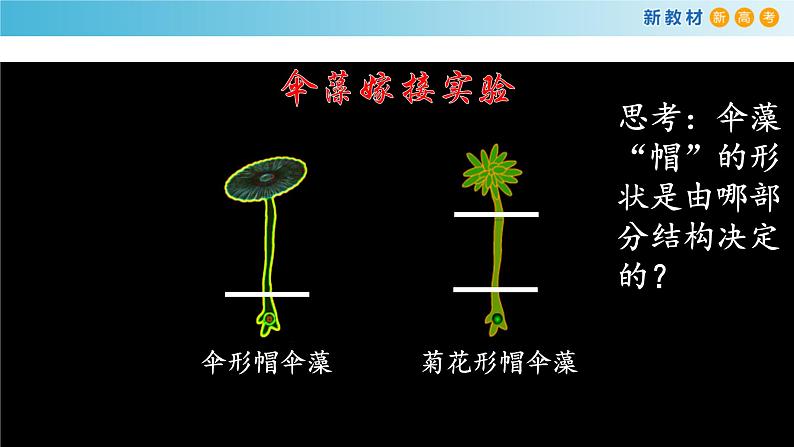 高中生物第一册 《第3节 细胞核的结构和功能》名校名师课件第7页