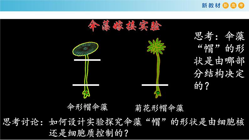 高中生物第一册 《第3节 细胞核的结构和功能》名校名师课件第8页